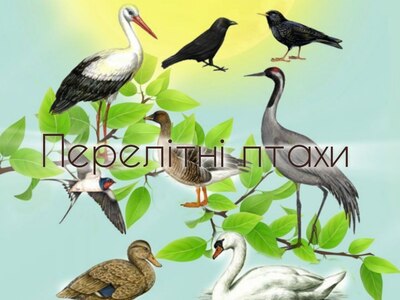 Відео розповідь про перелітних птахів